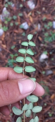 Pellaea intermedia