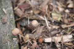 Parasola auricoma