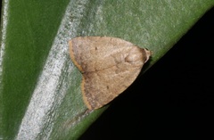 Anachrostis