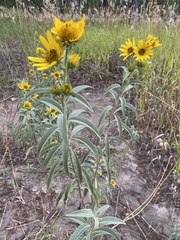 Helianthus petiolaris