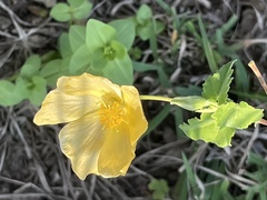 Abutilon sonneratianum