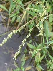 Persicaria punctata