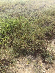 Comptonia peregrina