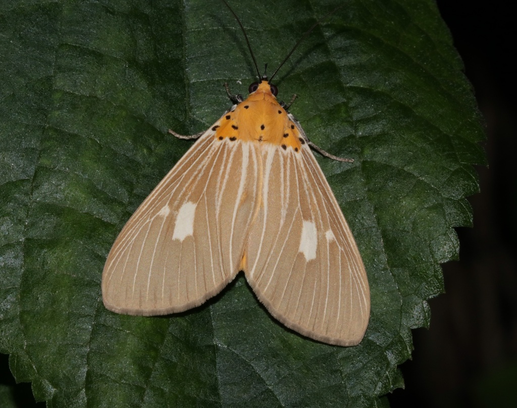 Asota plaginota
