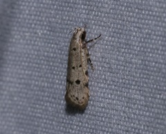 Autosticha calceata
