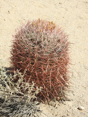 Ferocactus cylindraceus
