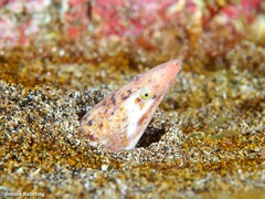 Apterichtus anguiformis