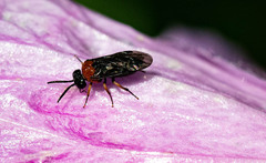 Eutomostethus ephippium