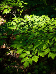 Actaea racemosa