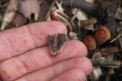 Parasola auricoma