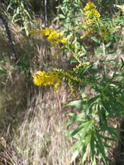 Solidago
