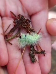 Calliteara pudibunda