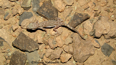 Bunopus tuberculatus