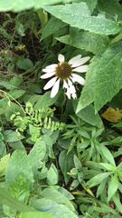 Echinacea purpurea