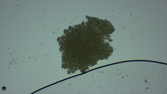 Cyanobacteria