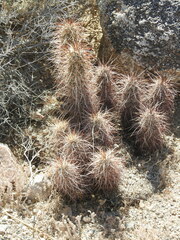 Echinocereus engelmannii engelmannii