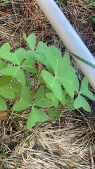 Oxalis latifolia