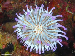 Telmatactis cricoides