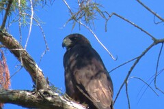 Buteo brachyurus