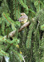 Emberiza citrinella