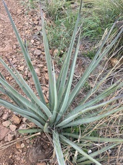 Yucca baccata