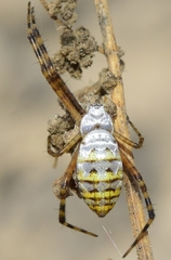 Argiope bruennichi