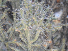 Cylindropuntia ramosissima