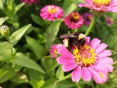 Bombus auricomus