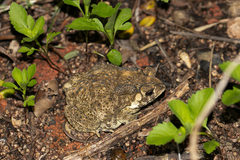 Duttaphrynus melanostictus
