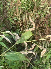 Persicaria lapathifolia