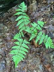 Dryopteris carthusiana