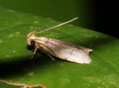 Periacminae