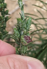 Asphondylia lacinariae