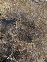 Launaea arborescens