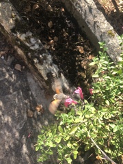 Macroglossum stellatarum