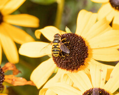 Eristalis transversa