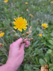 Hieracium lachenalii