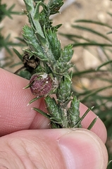 Asphondylia lacinariae