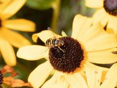 Eristalis transversa