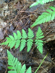 Dryopteris carthusiana