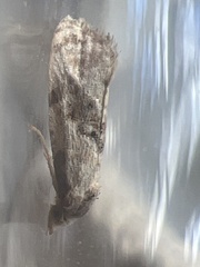 Neocochylis hybridella