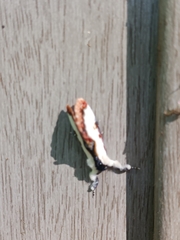 Eudryas unio