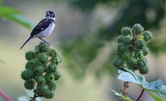 Sporophila morelleti