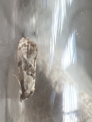 Neocochylis hybridella