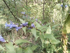 Gentiana asclepiadea