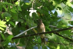 Turdus grayi