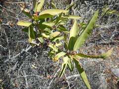 Pleradenophora bilocularis