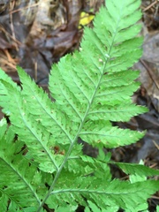 Dryopteris carthusiana