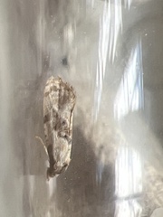 Neocochylis hybridella