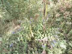 Gentiana asclepiadea